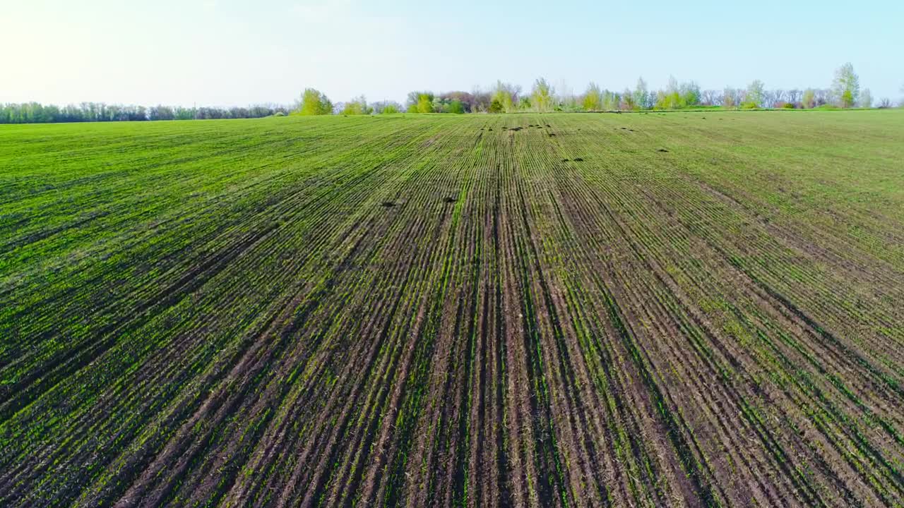 Stock Video Fields Of Crops In The Countryside Live Wallpaper For PC