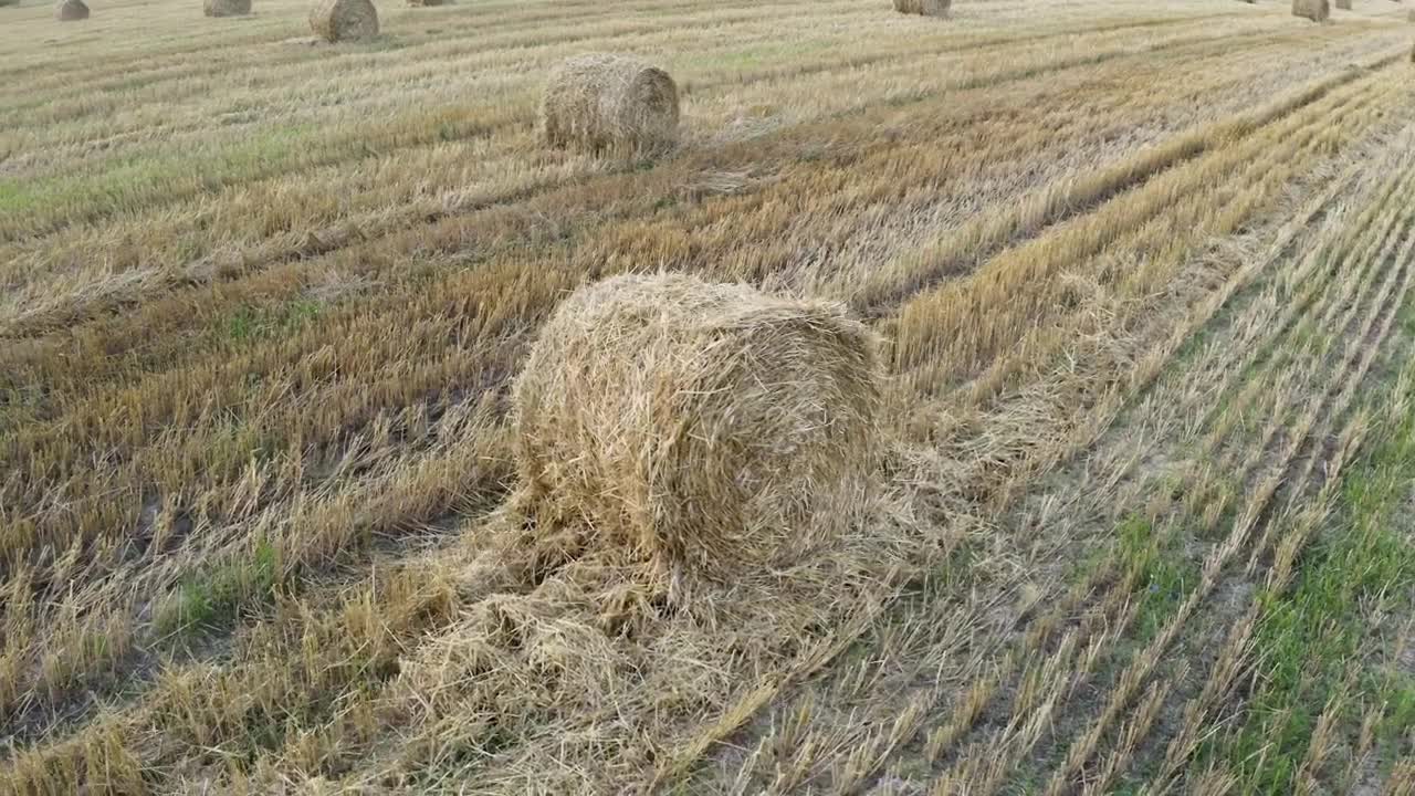 Stock Video Field With Grass Rolls Live Wallpaper For PC