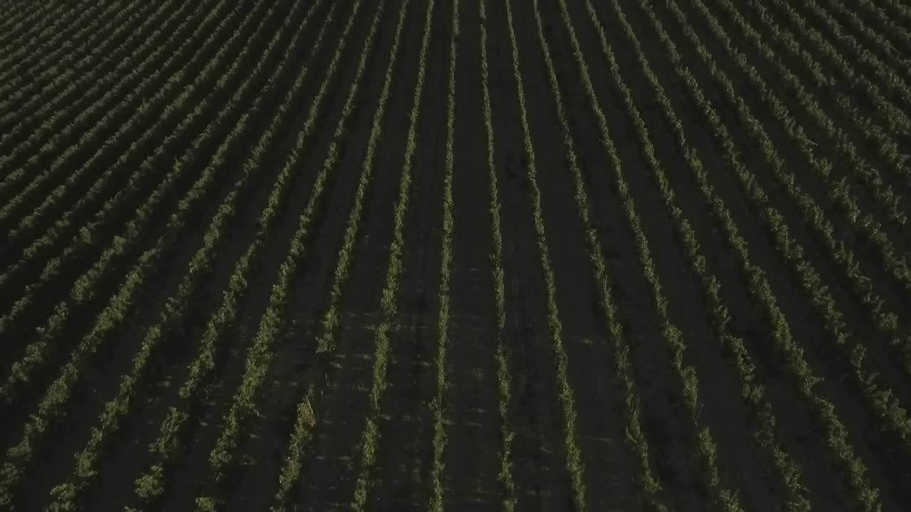 Stock Video Fields In Tuscany Live Wallpaper For PC