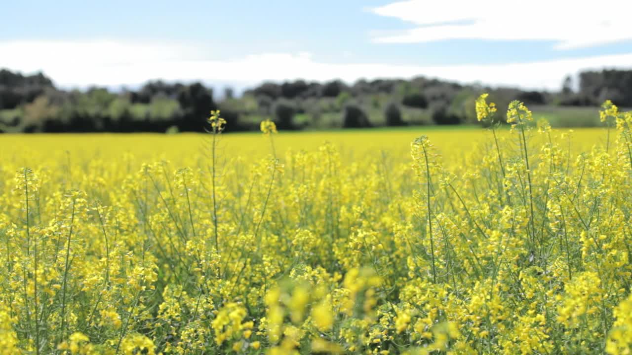 Stock Video Field Of Yellow Flowers Live Wallpaper For PC