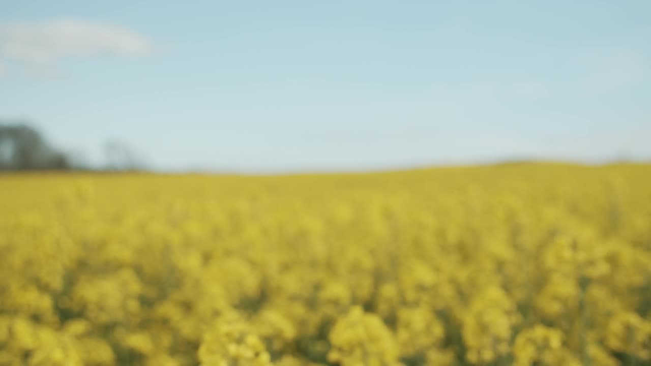 Stock Video Field Of Yellow Crops In Hazy Sunshine Live Wallpaper For PC