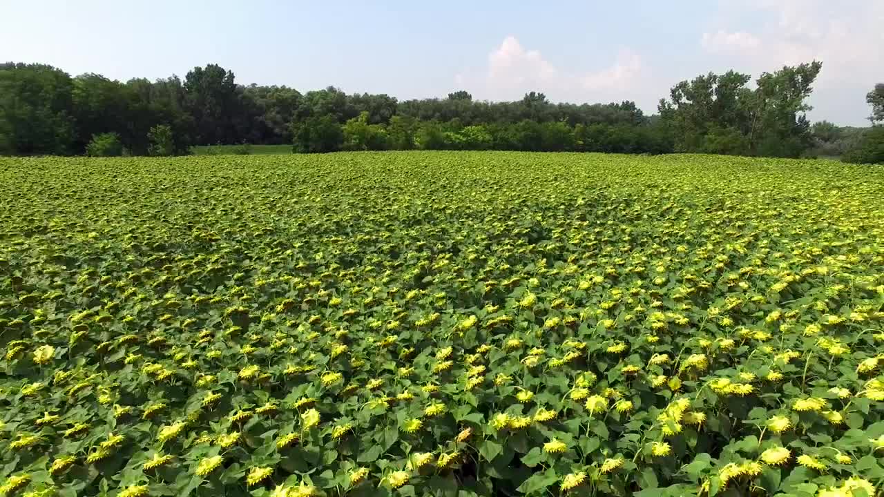 Stock Video Field Of Sunflowers In Nature On A Sunny Day Live Wallpaper For PC