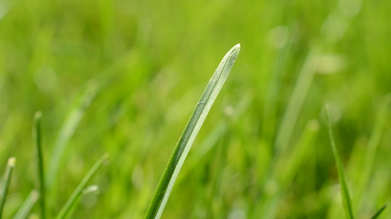 Stock Video Field Of Grass In The Sun Live Wallpaper For PC
