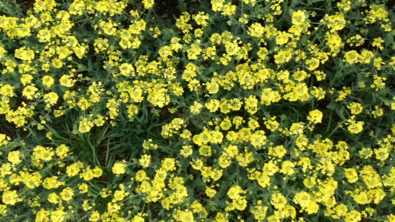 Stock Video Field Of Flowers Live Wallpaper For PC