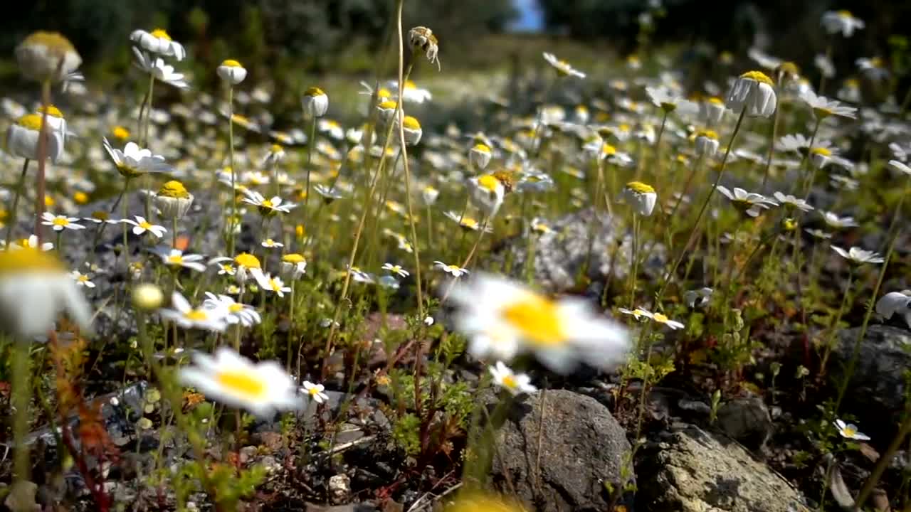 Stock Video Field Of Daisies Close Up Live Wallpaper For PC