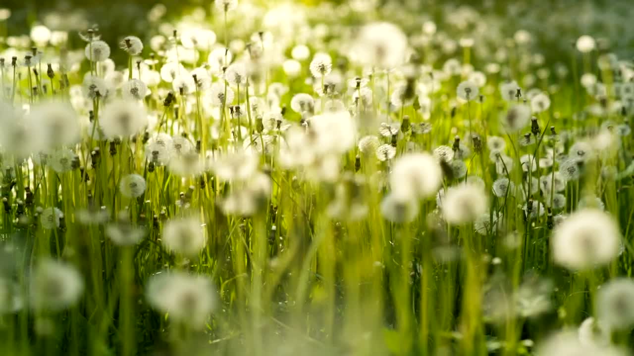 Stock Video Field Full Of Dandelions Live Wallpaper For PC