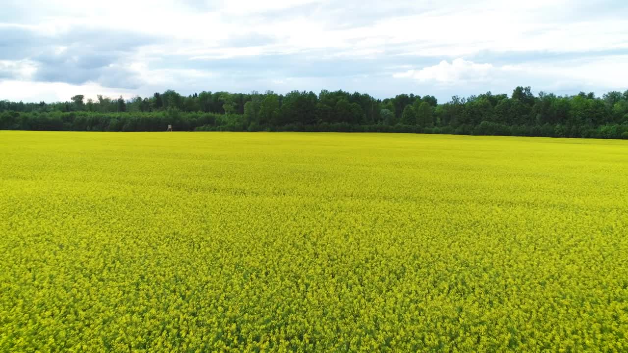 Stock Video Fiel Covered In Yellow Flowers Live Wallpaper For PC