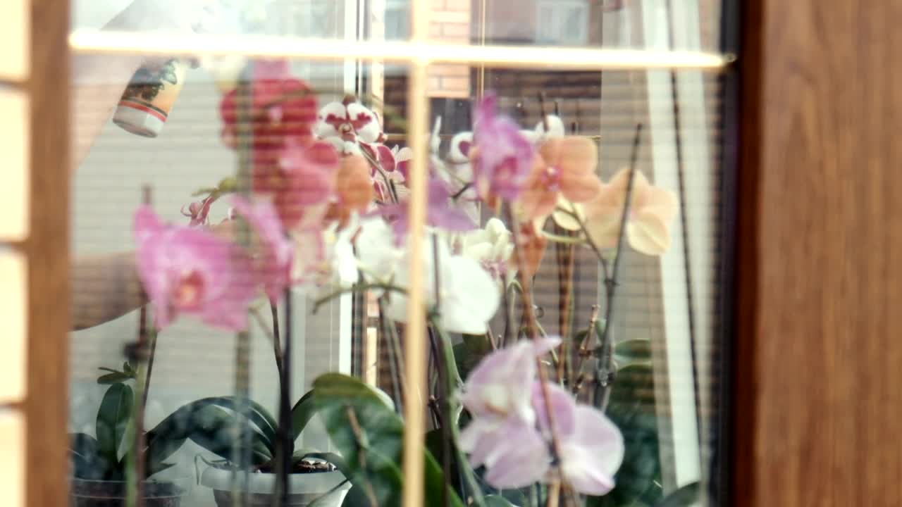 Stock Video Fertilizing The Flowers Near The Window Live Wallpaper For PC