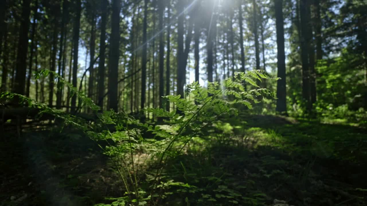 Stock Video Ferns In The Sunlight Live Wallpaper For PC