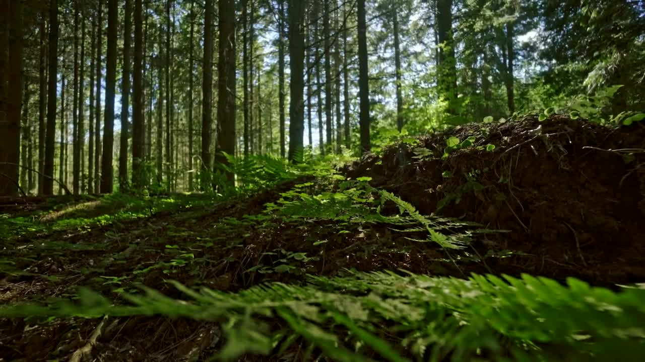 Stock Video Ferns Growing In The Forest Live Wallpaper For PC