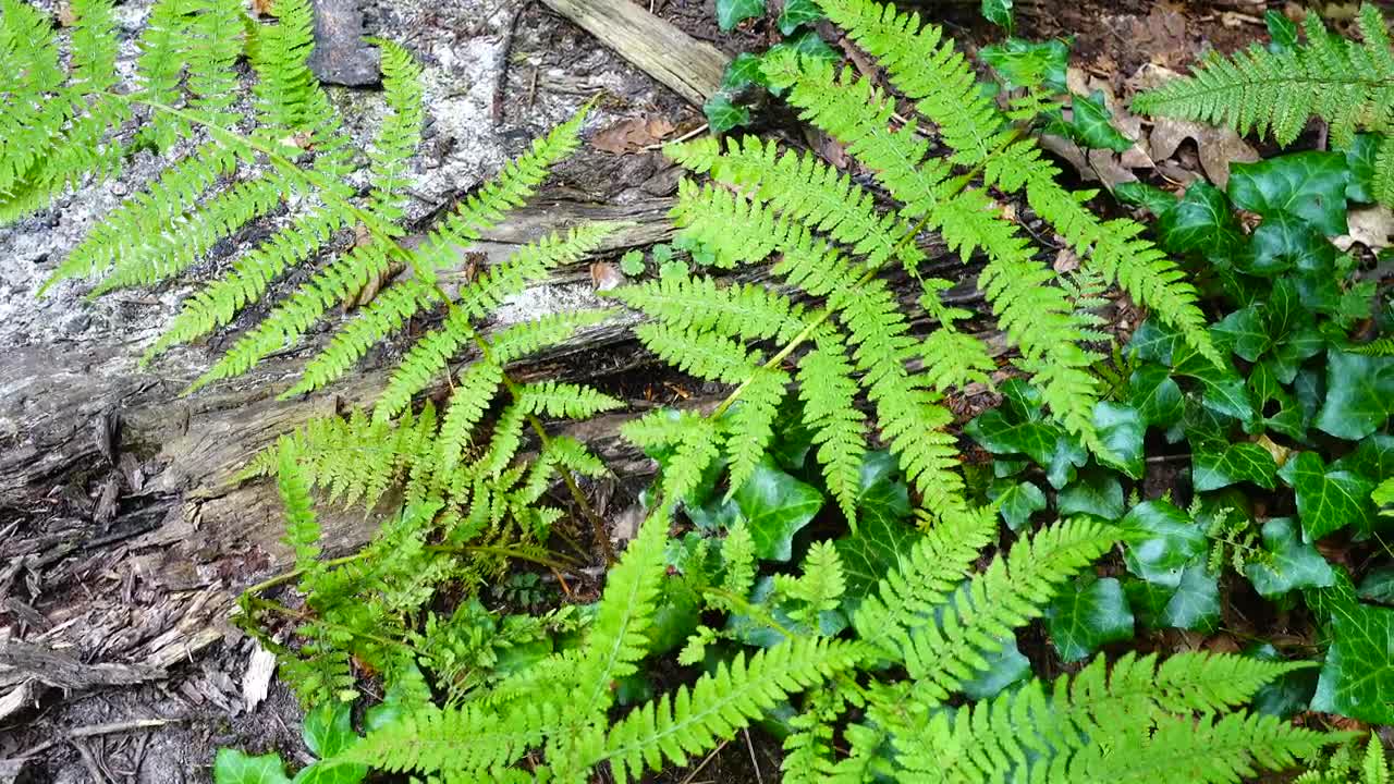 Stock Video Ferns And Ivy On The Forest Live Wallpaper For PC