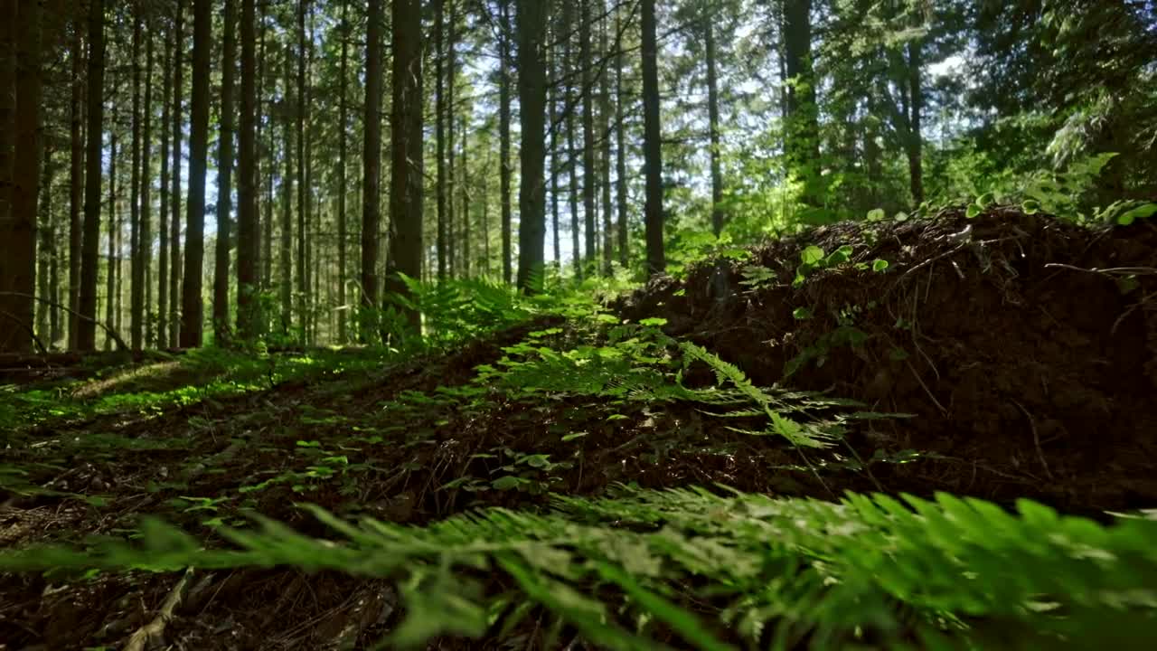 Stock Video Ferns Across A Forest Floor Live Wallpaper For PC