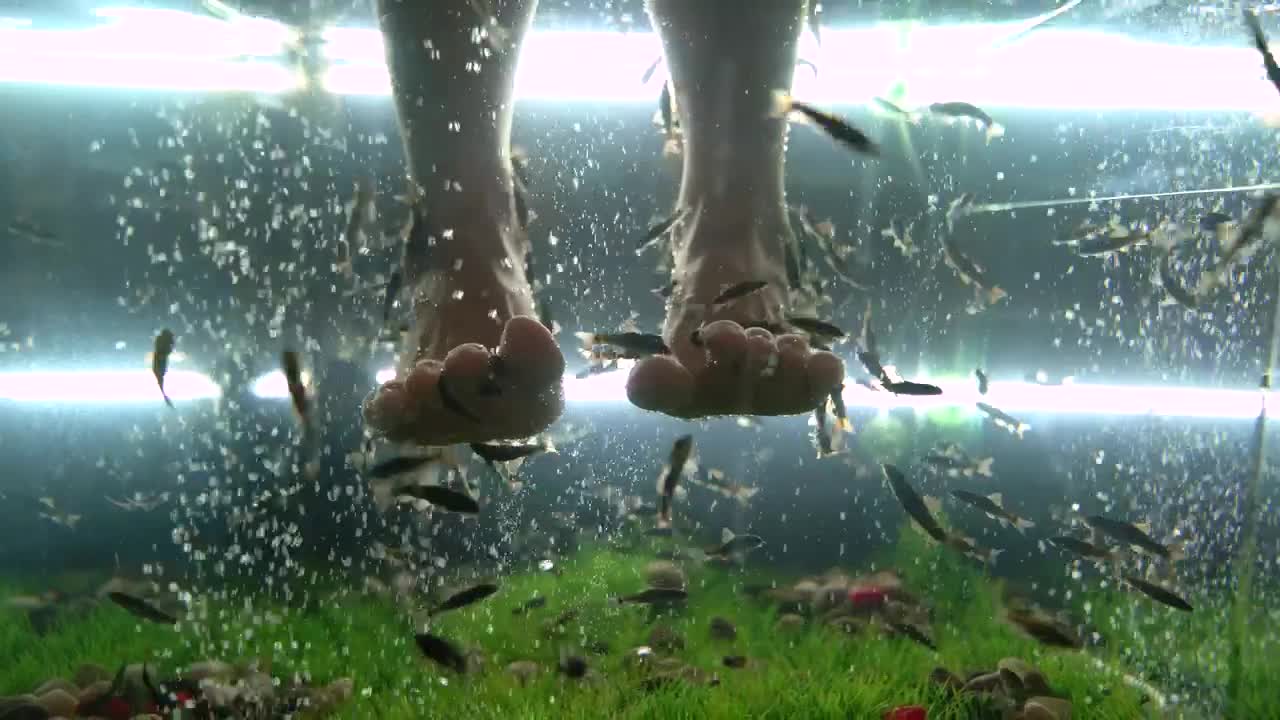 Stock Video Feet Receiving A Fishes Massage Live Wallpaper For PC