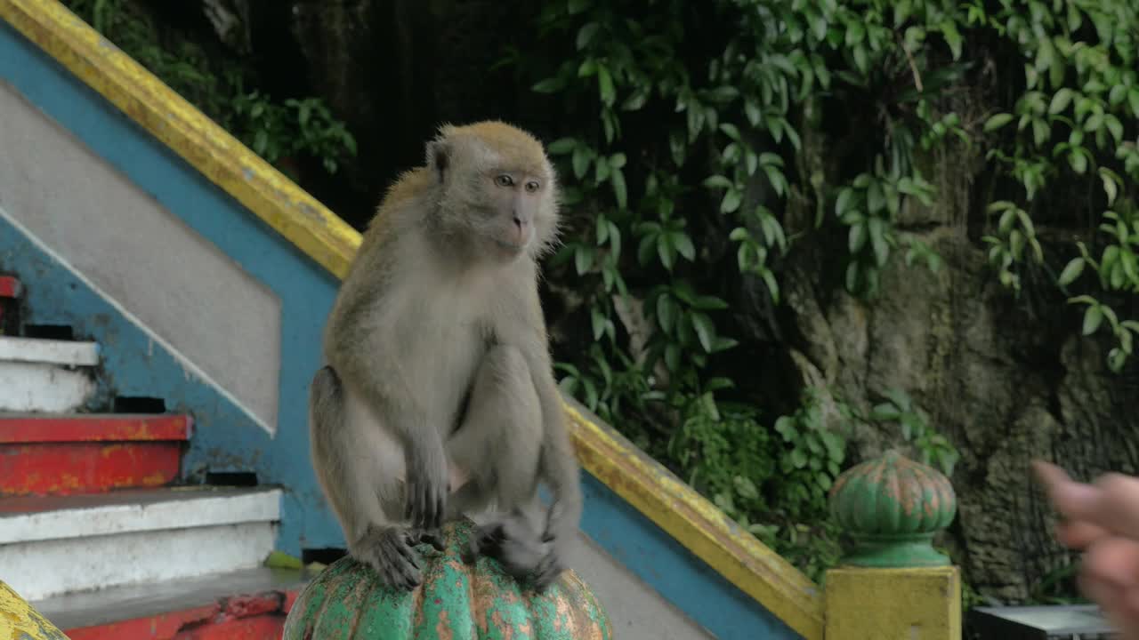 Stock Video Feeding A Monkey In Malaysia Live Wallpaper For PC