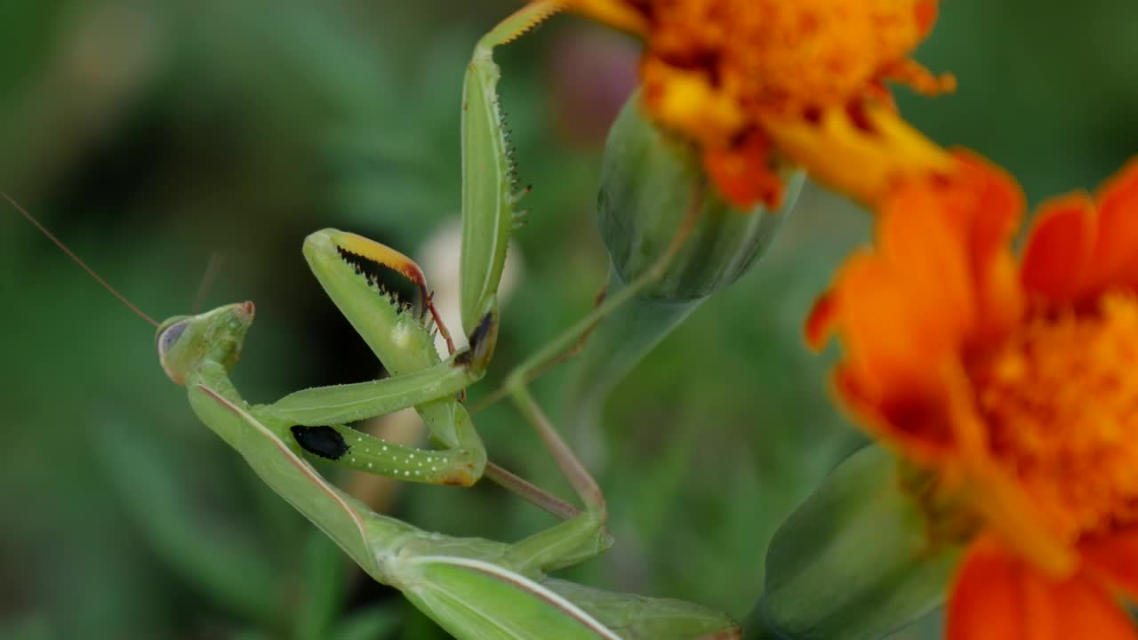 Stock Video Feeding A Green Mantis With A Fly Live Wallpaper For PC