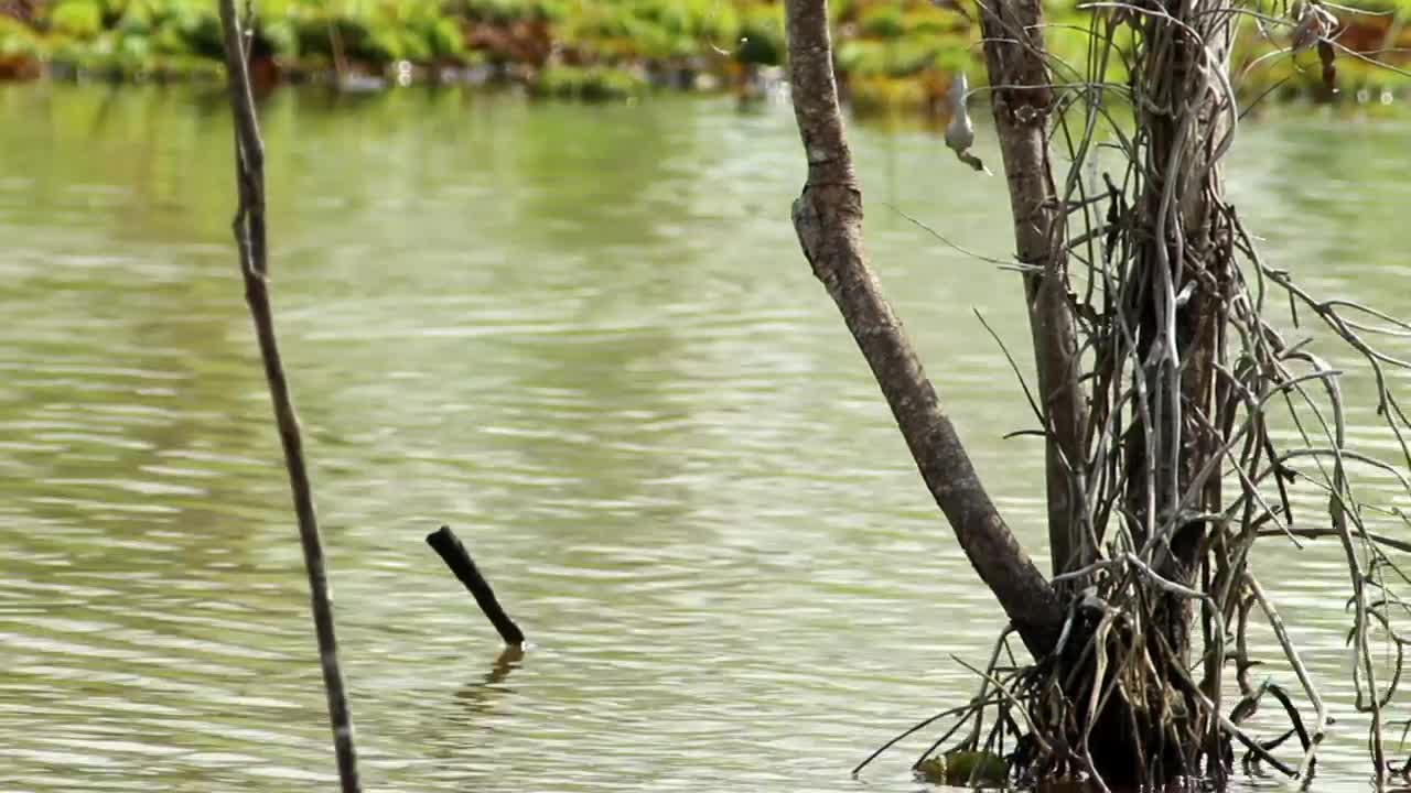 Stock Video Fast Moving Swamp Water Live Wallpaper For PC