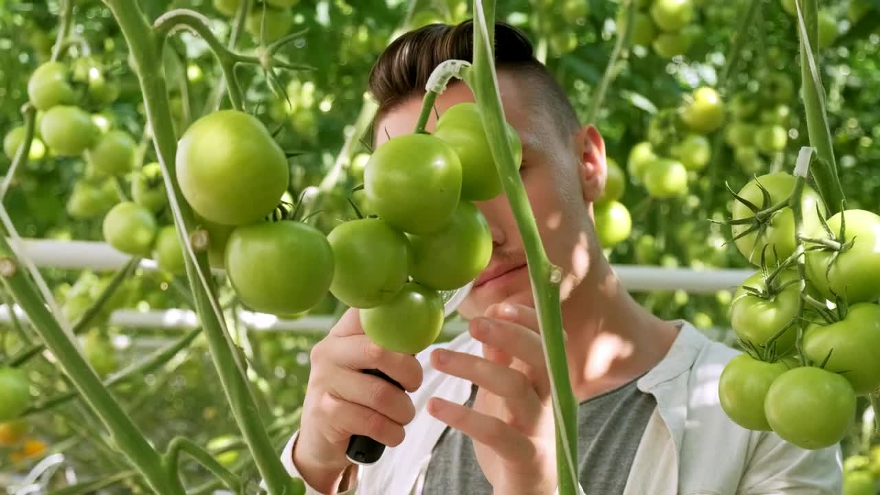 Stock Video Farmer Checking Vegetables Quality In A Greenhouse Live Wallpaper For PC