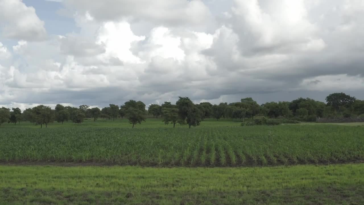 Stock Video Farm In Africa With Crops Live Wallpaper For PC