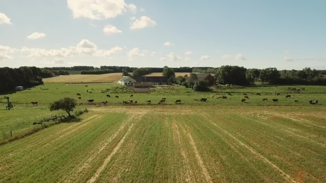 Stock Video Farm Animals In A Field Live Wallpaper For PC