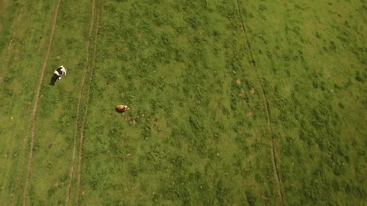 Stock Video Farm Animals Feeding In A Field Live Wallpaper For PC