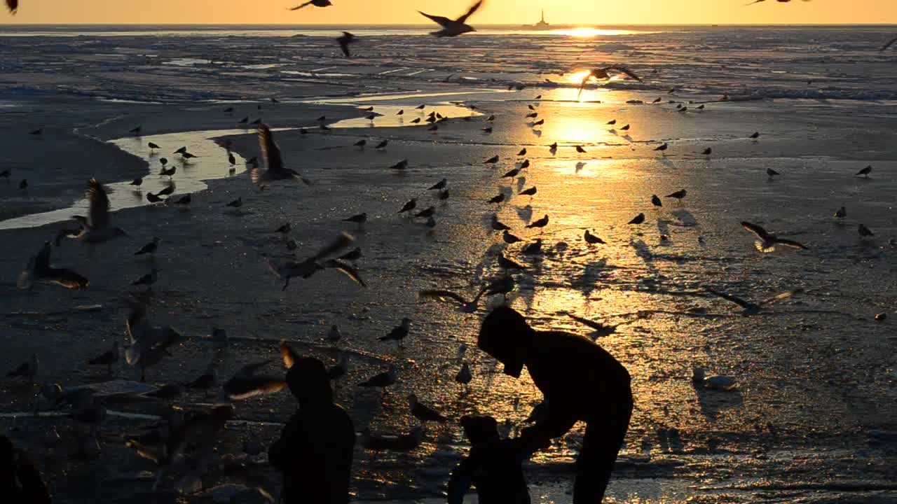 Stock Video Family Feeding Birds At Sunset Live Wallpaper For PC