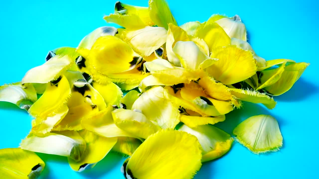 Stock Video Falling Yellow Petals Reverse Video Live Wallpaper For PC