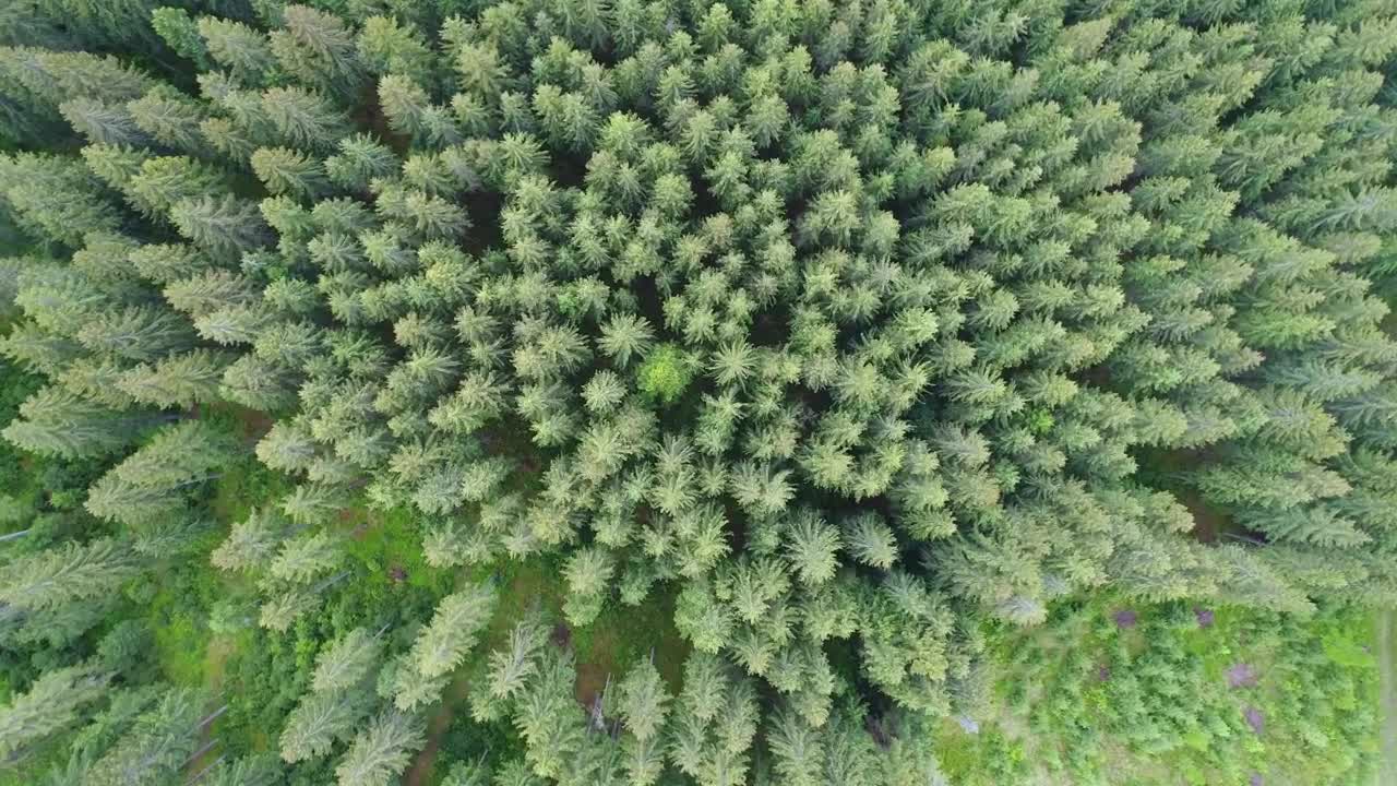 Stock Video Falling To The Pines Of A Forest Live Wallpaper For PC