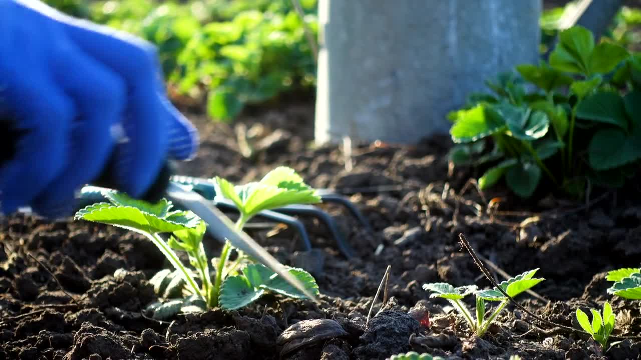Stock Video Hands Doing Gardening Work Live Wallpaper For PC