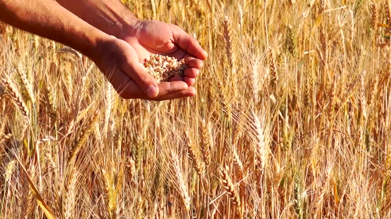 Stock Video Hands Checking The Wheat Crops Live Wallpaper For PC