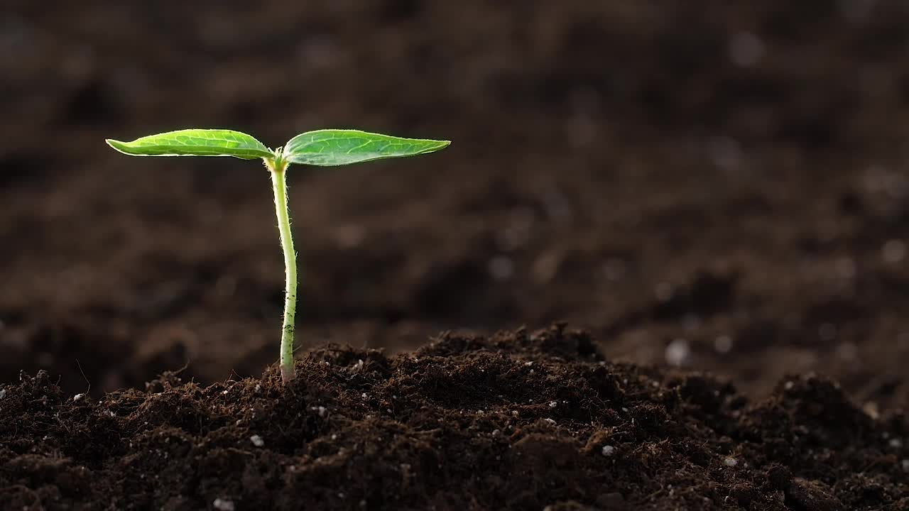 Stock Video Hand Watering A Small Plant Close Up Live Wallpaper For PC
