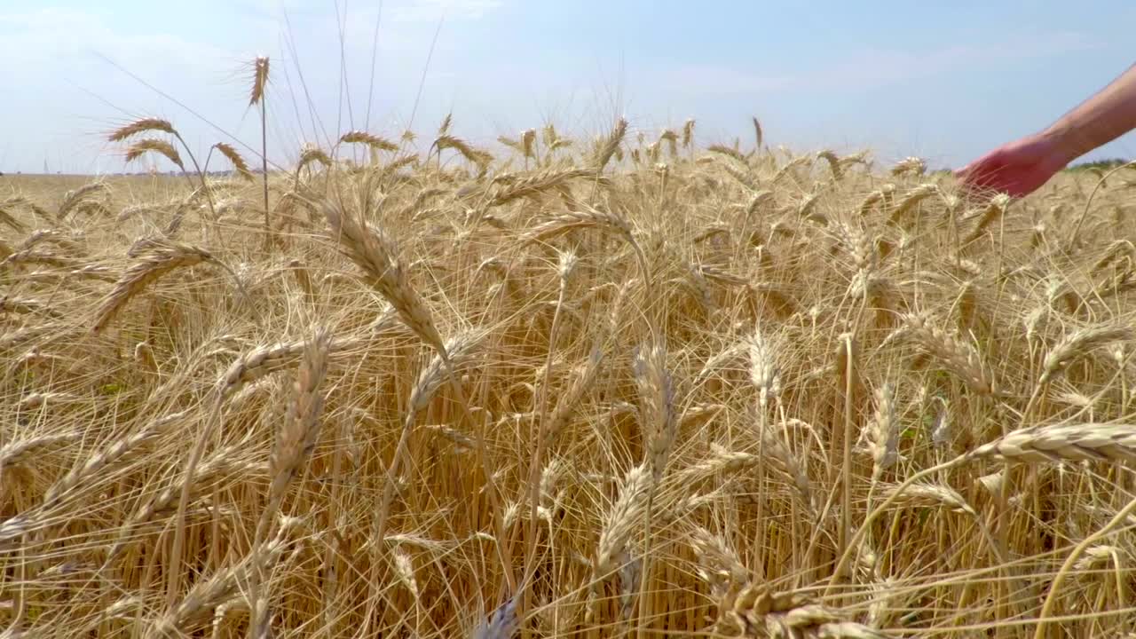 Stock Video Hand Caressing Wheat Live Wallpaper For PC