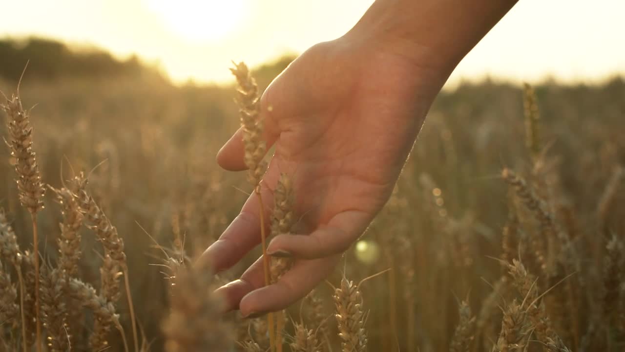 Stock Video Hand Caressing The Wheat Grain Live Wallpaper For PC