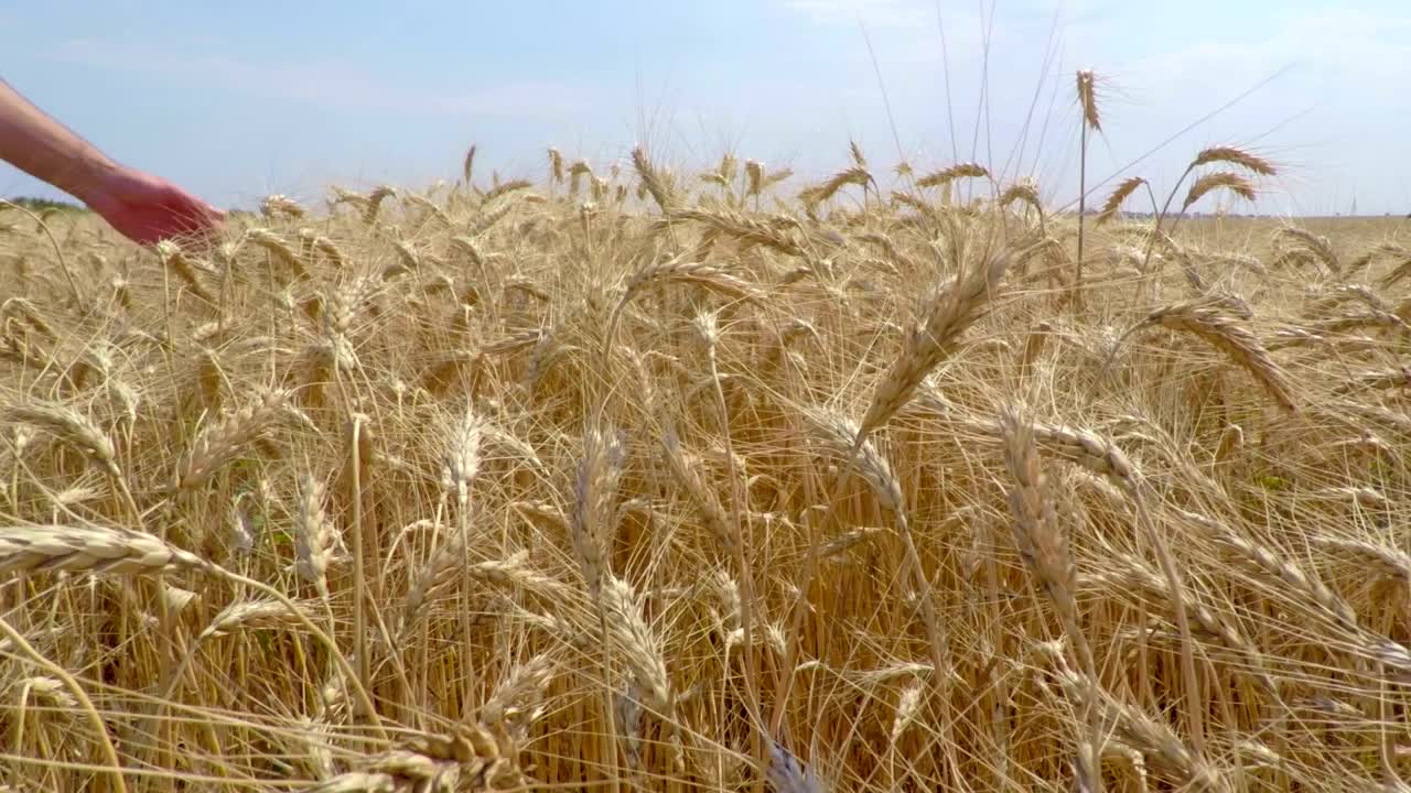 Stock Video Hand Caressing The Wheat Live Wallpaper For PC