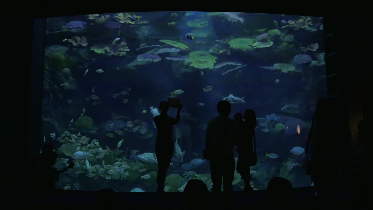 Stock Video Group Taking Photos Of Fish Live Wallpaper For PC