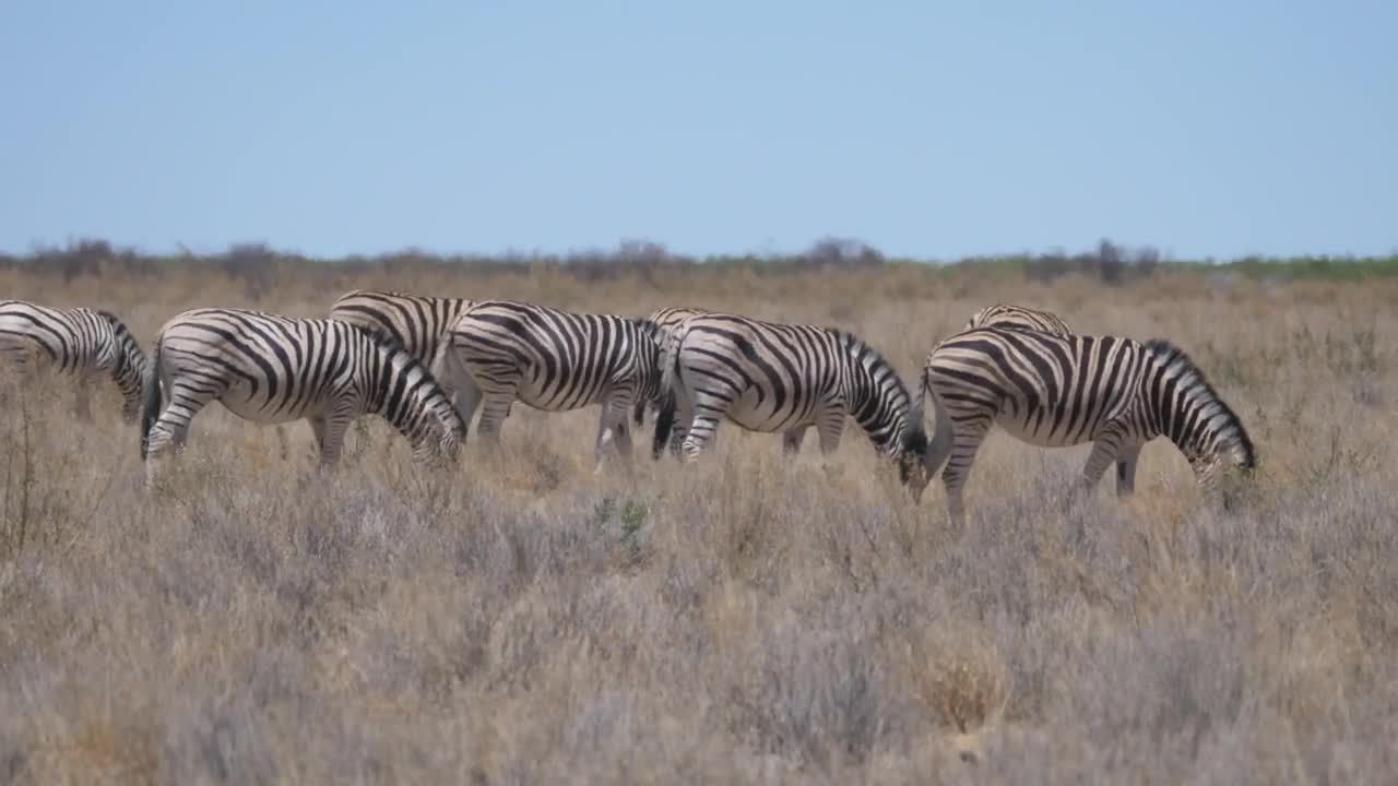 Stock Video Group Of Zebras Eating In The Savannah Live Wallpaper For PC