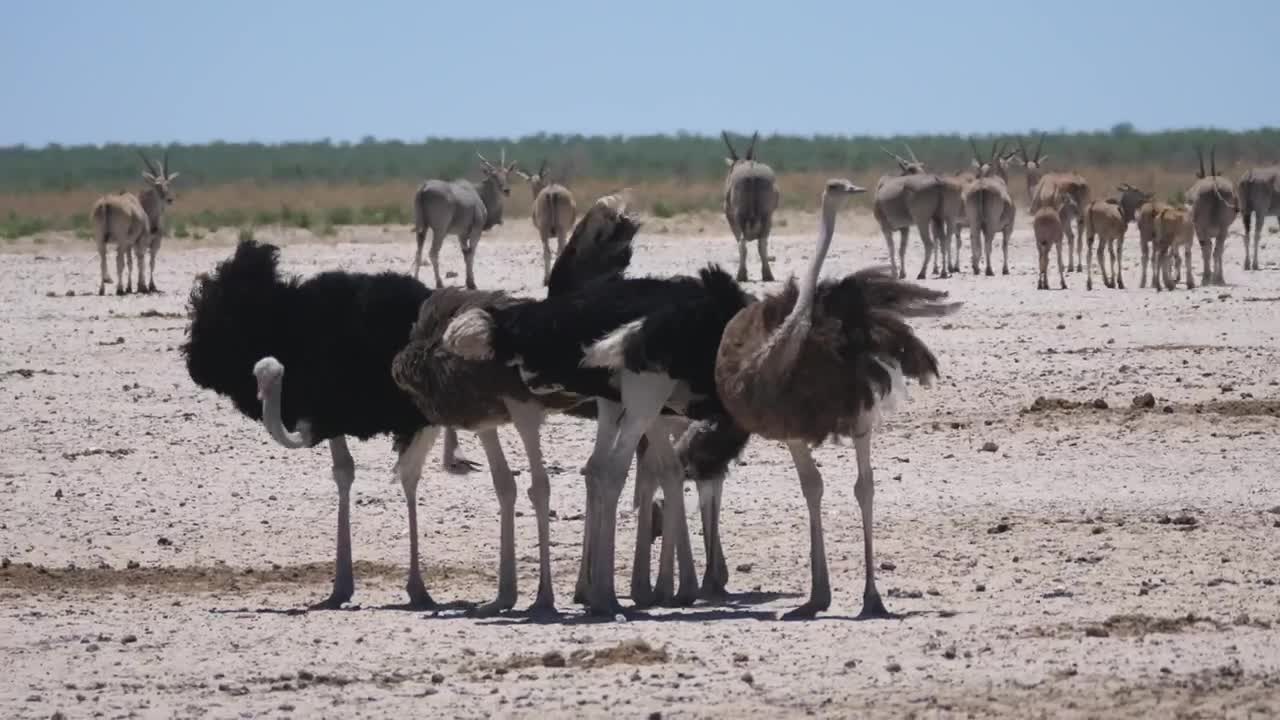 Stock Video Group Of Ostrich On A Sunny Savanna Live Wallpaper For PC