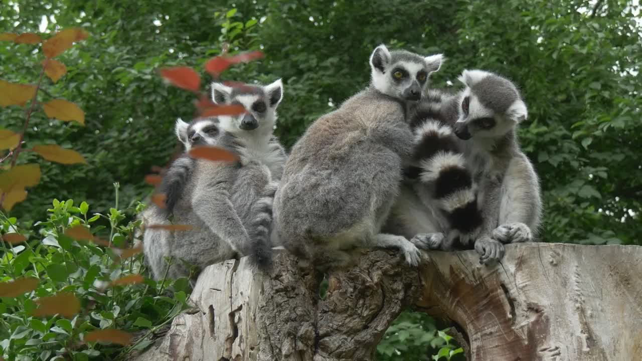 Stock Video Group Of Lemurs On A Trunk Live Wallpaper For PC