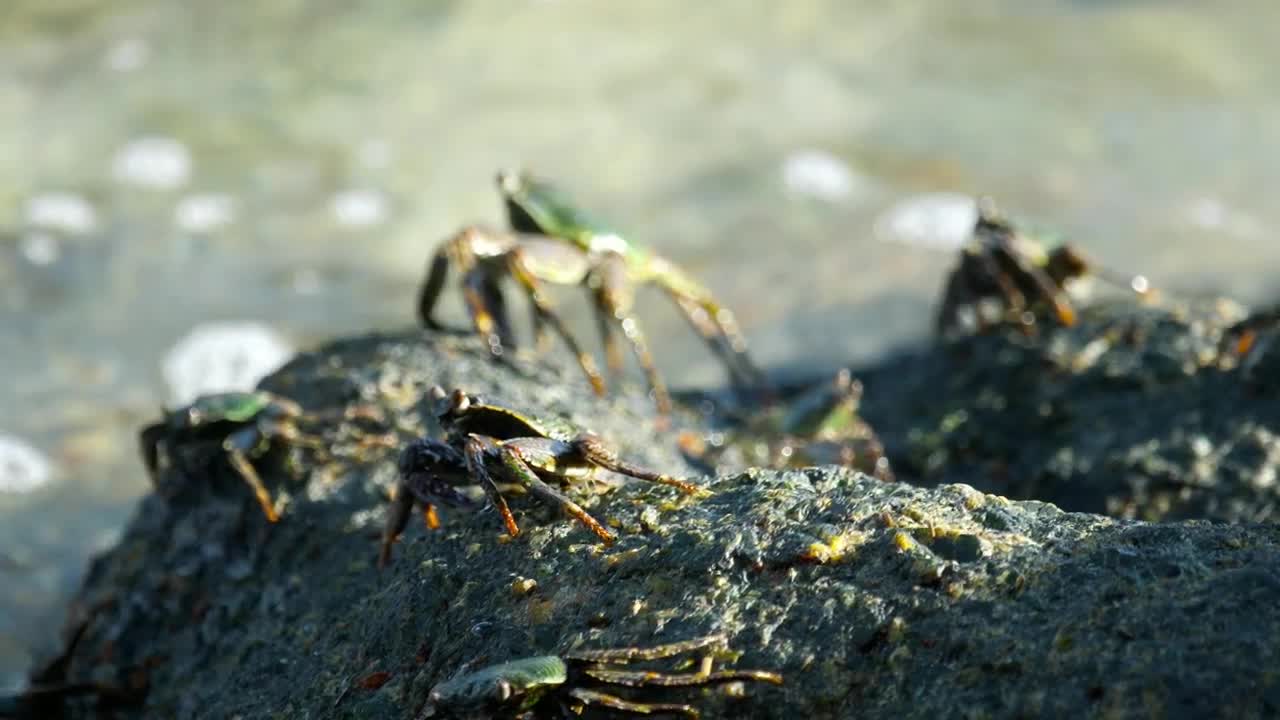 Stock Video Group Of Crabs Standing On A Rock Live Wallpaper For PC
