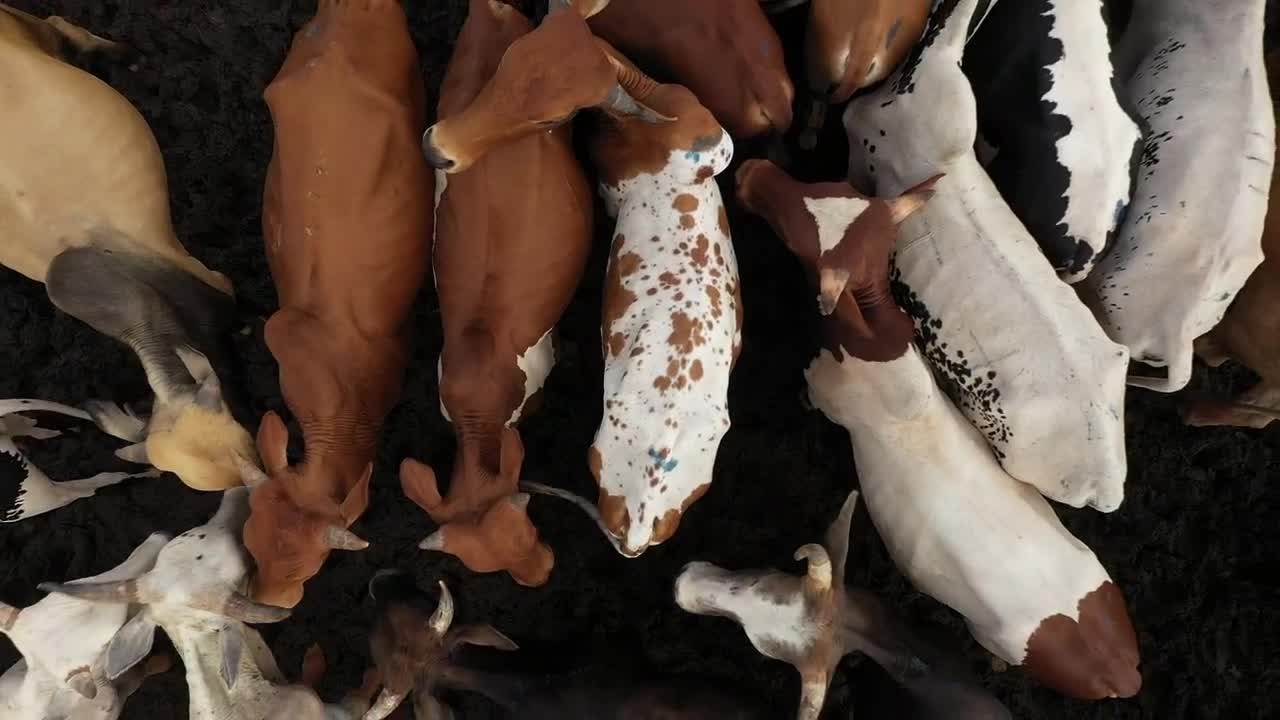 Stock Video Group Of Cows In A Muddy Field Live Wallpaper For PC