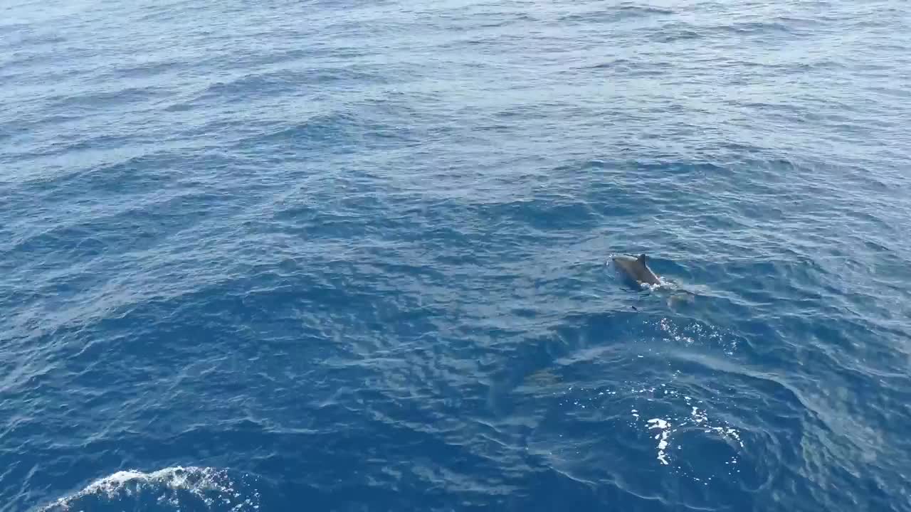 Stock Video Group Dolphins At The Sea Live Wallpaper For PC