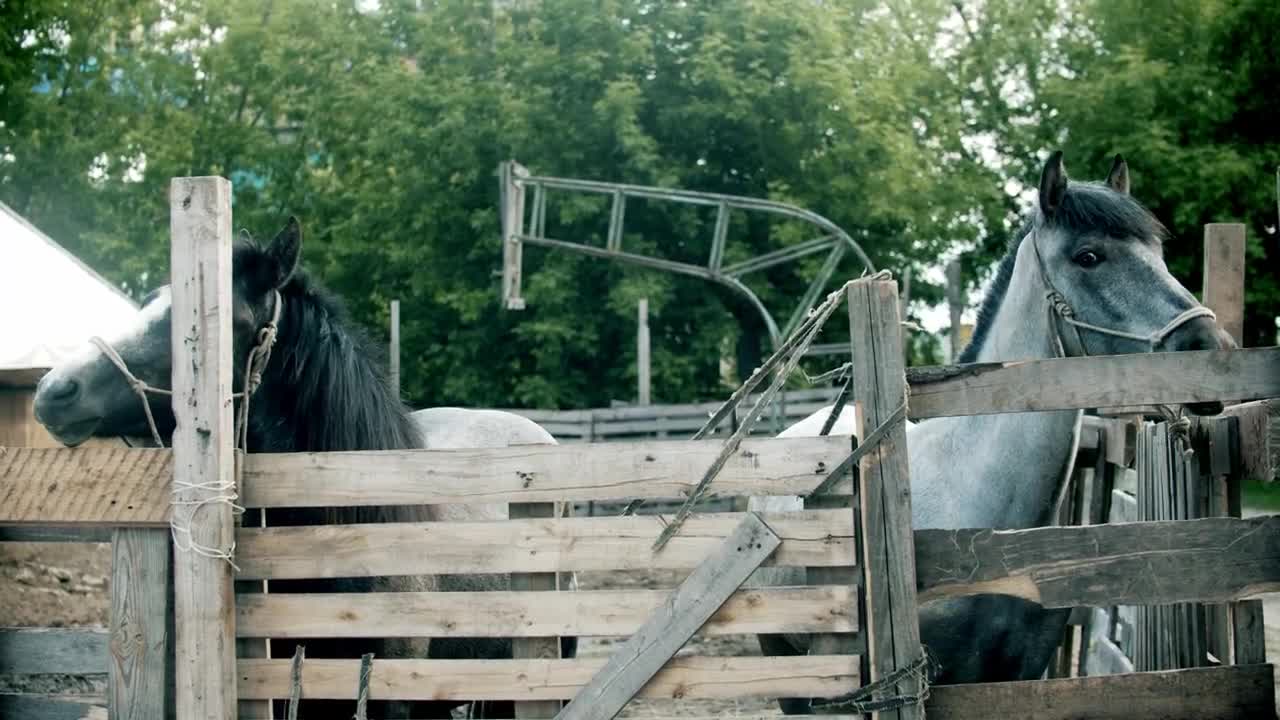 Stock Video Grey And Black Horses In The Stable Live Wallpaper For PC