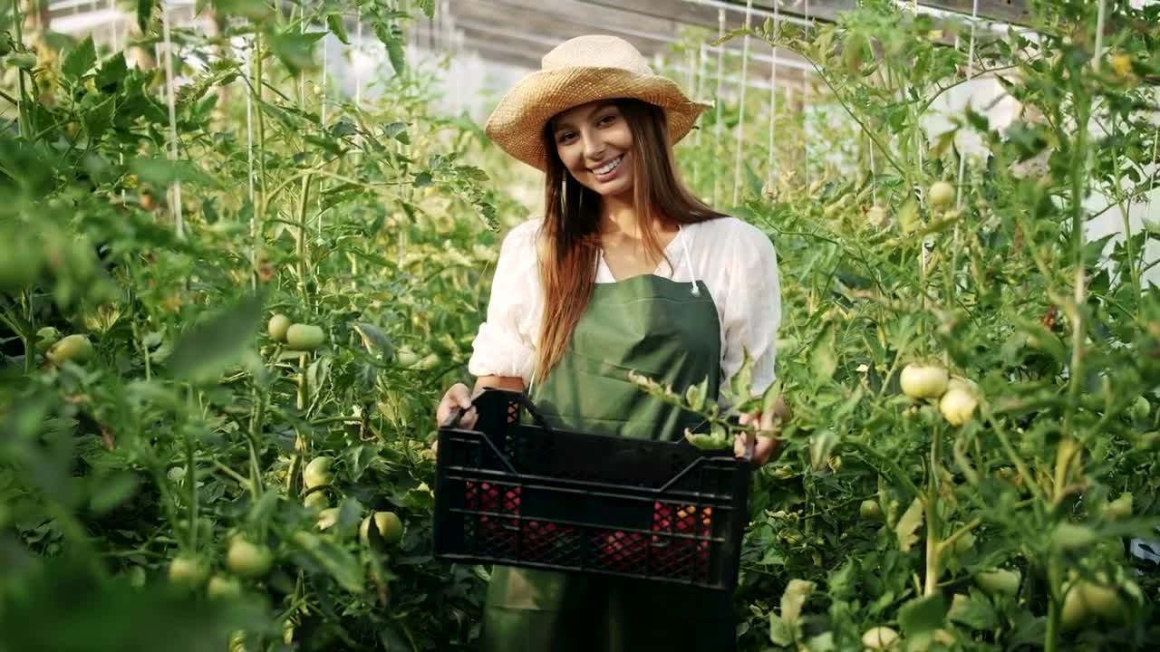 Stock Video Greenhouse Worker Holds Crate Of Vegetables Live Wallpaper For PC