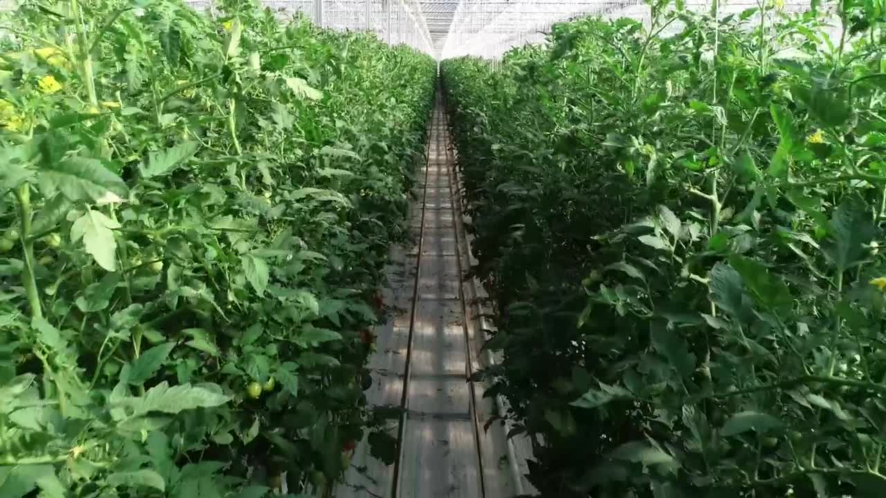 Stock Video Greenhouse Crops Growing Live Wallpaper For PC