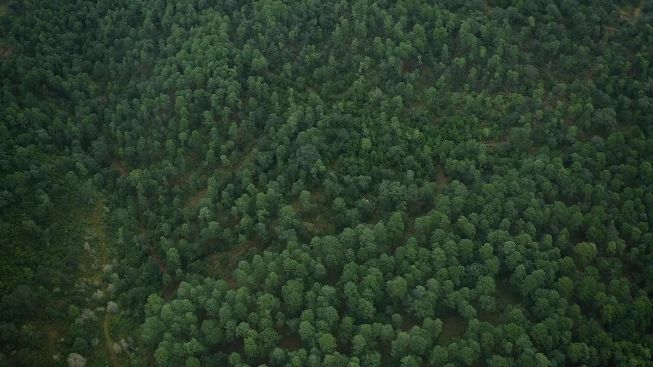 Stock Video Green Woods Live Wallpaper For PC