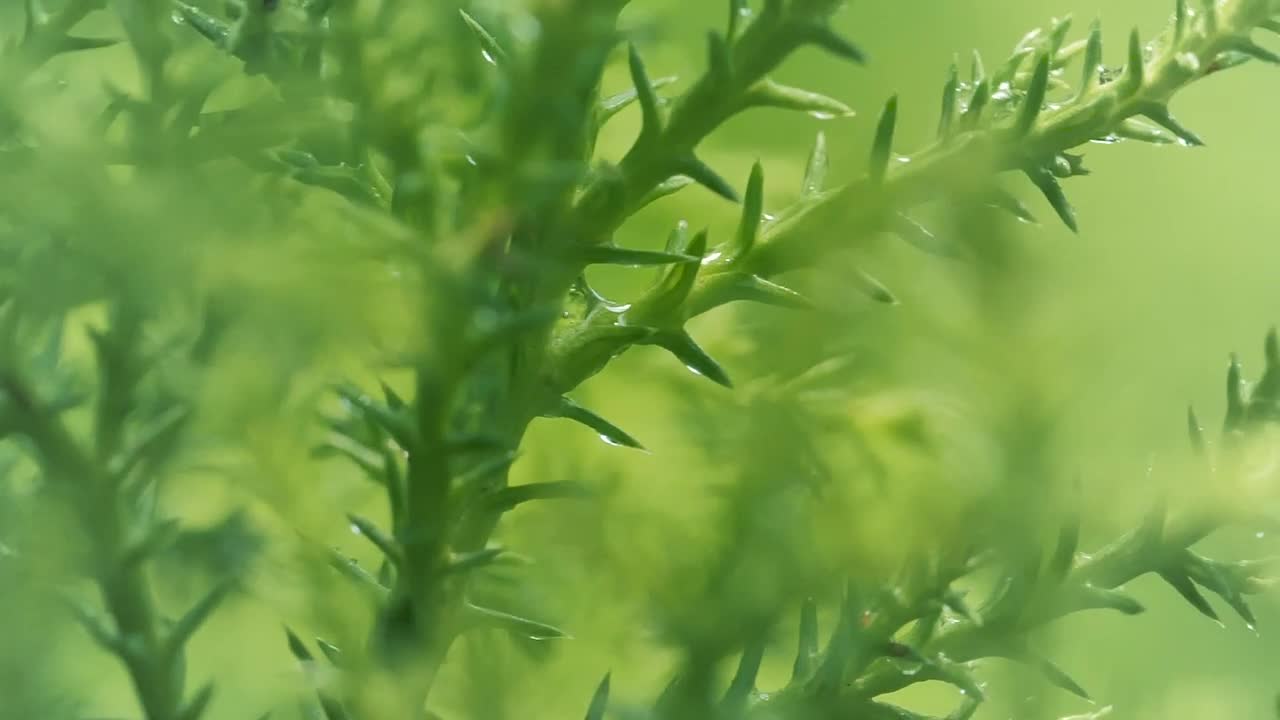 Stock Video Green Wet Plants Close Up Live Wallpaper For PC