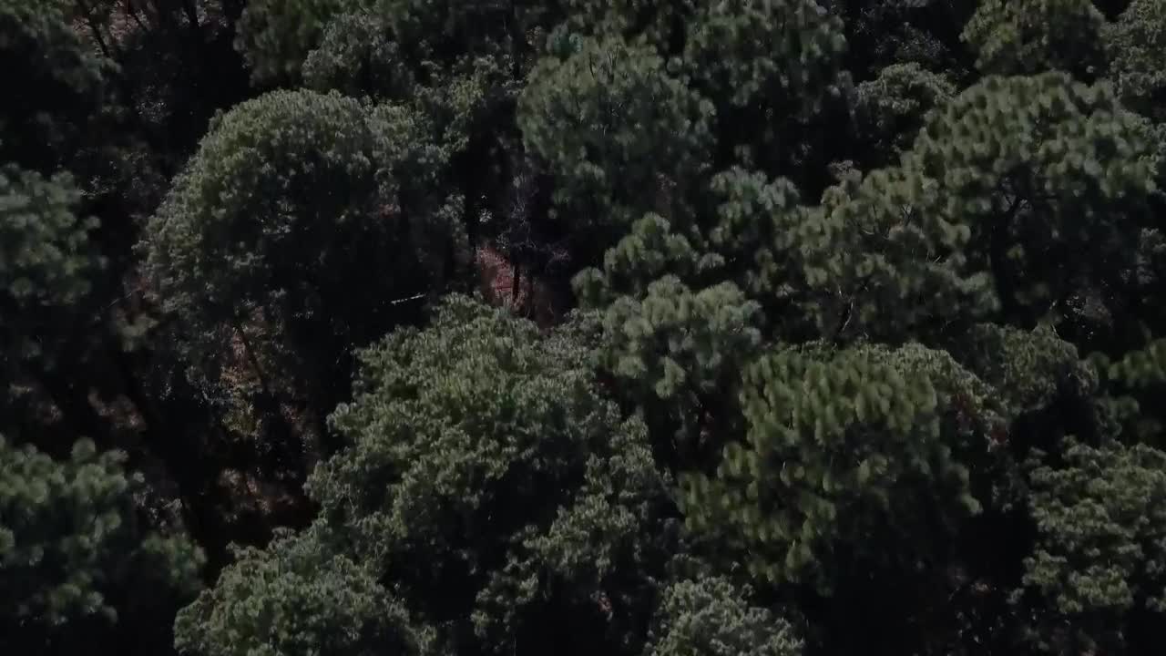 Stock Video Green Treetops Live Wallpaper For PC