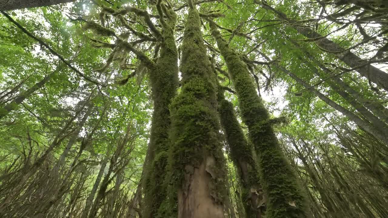 Stock Video Green Trees With Moss Live Wallpaper For PC
