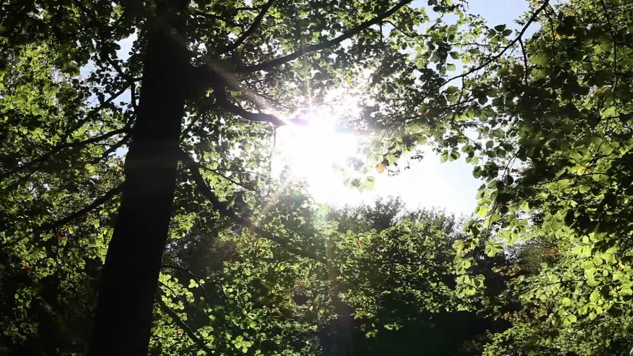 Stock Video Green Trees Under The Sun Light Live Wallpaper For PC