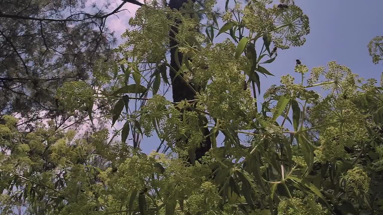 Stock Video Green Tree And Bees On A Sunny Day Live Wallpaper For PC