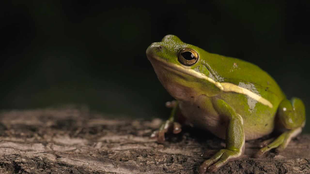 Stock Video Green Toad Breathing With A Dark Background Live Wallpaper For PC